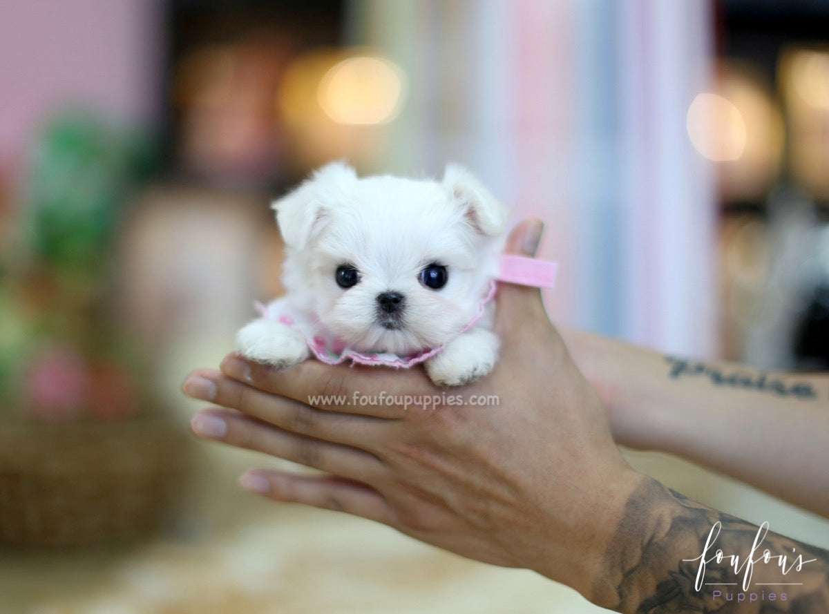 Angel - Maltese F.