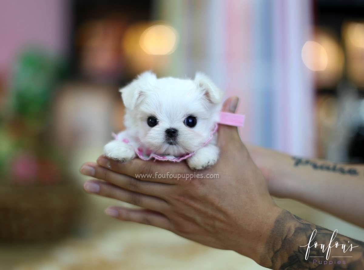 Angel - Maltese F.