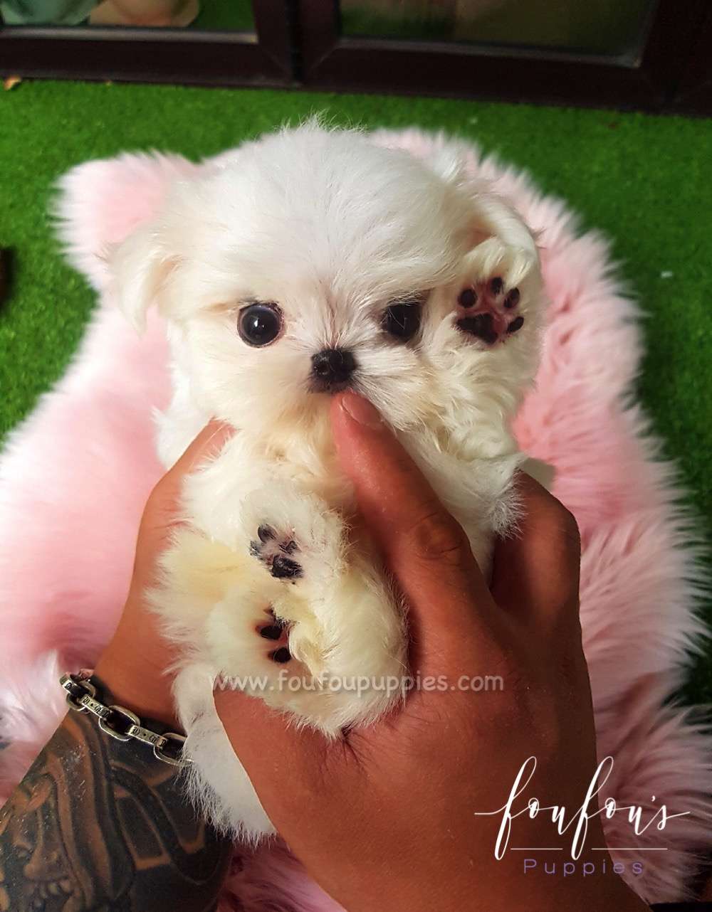 Ritz - Maltese M.