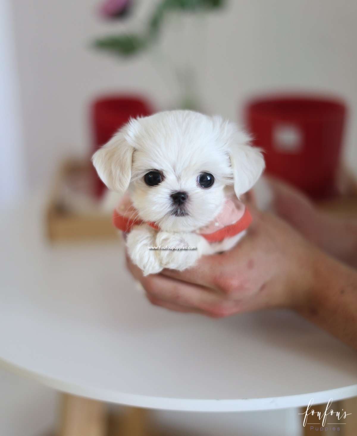 Nala - Maltese F.