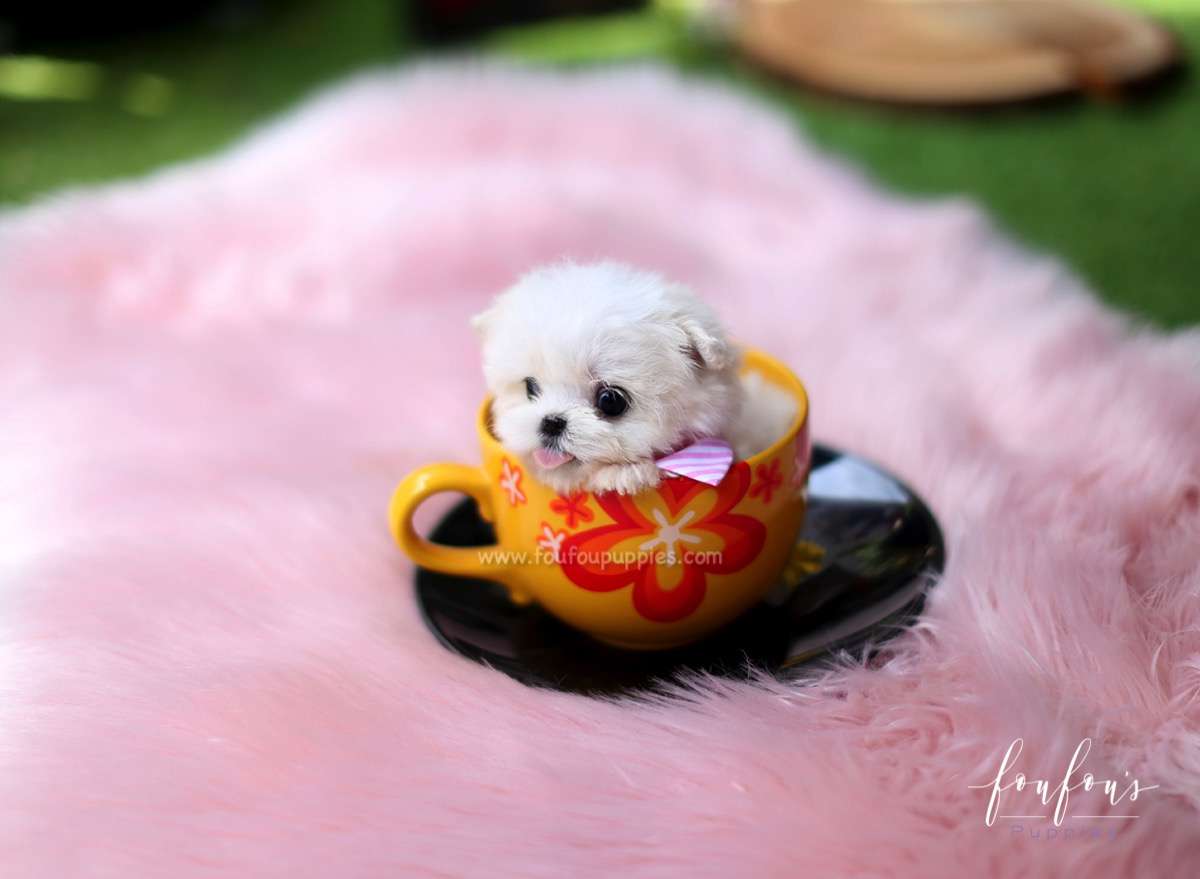 Mia - Maltese F.