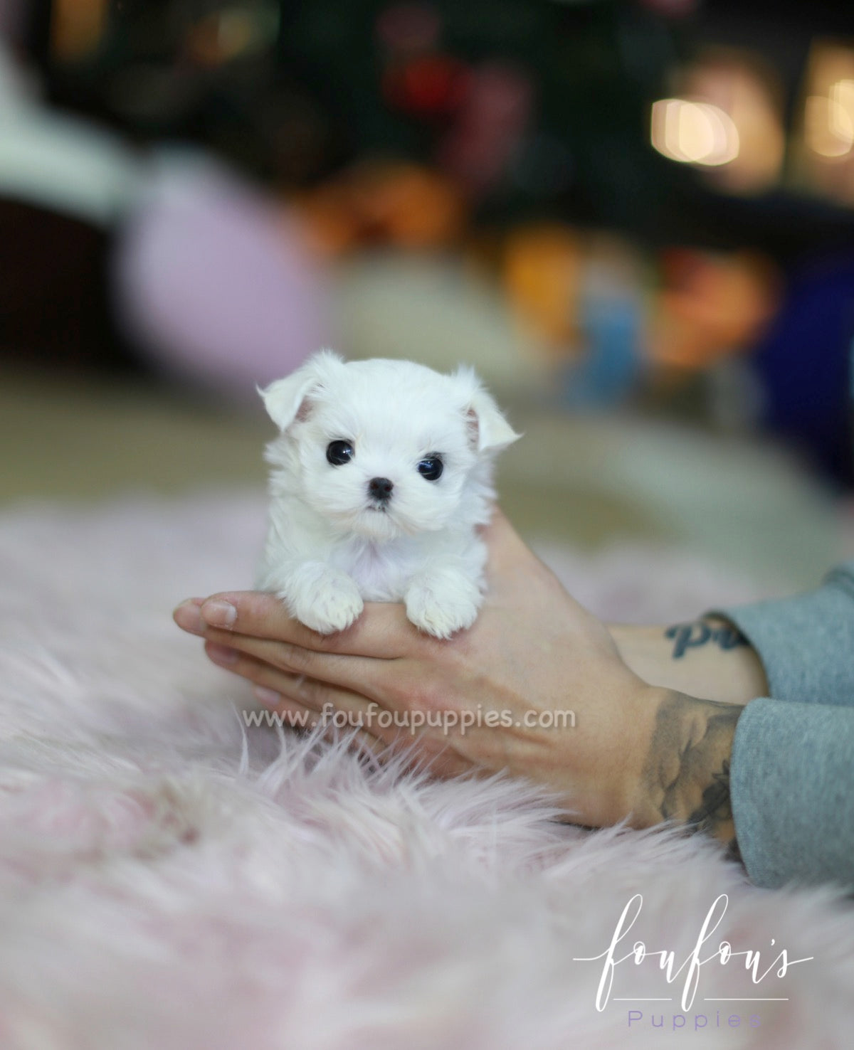 Minnie - Maltese F.