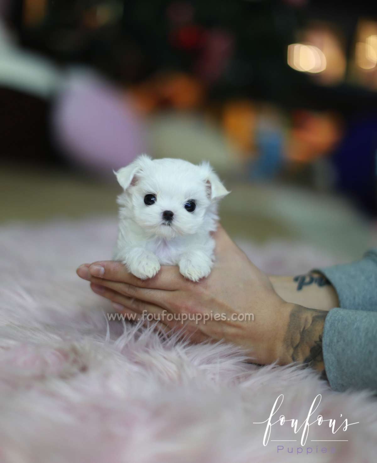 Minnie - Maltese F.