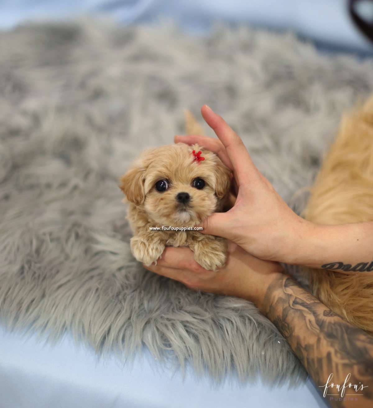 Flora - Maltipoo F.