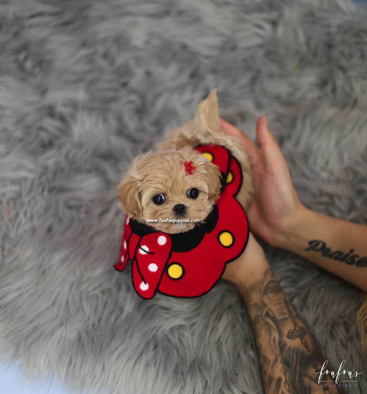 Flora - Maltipoo F.