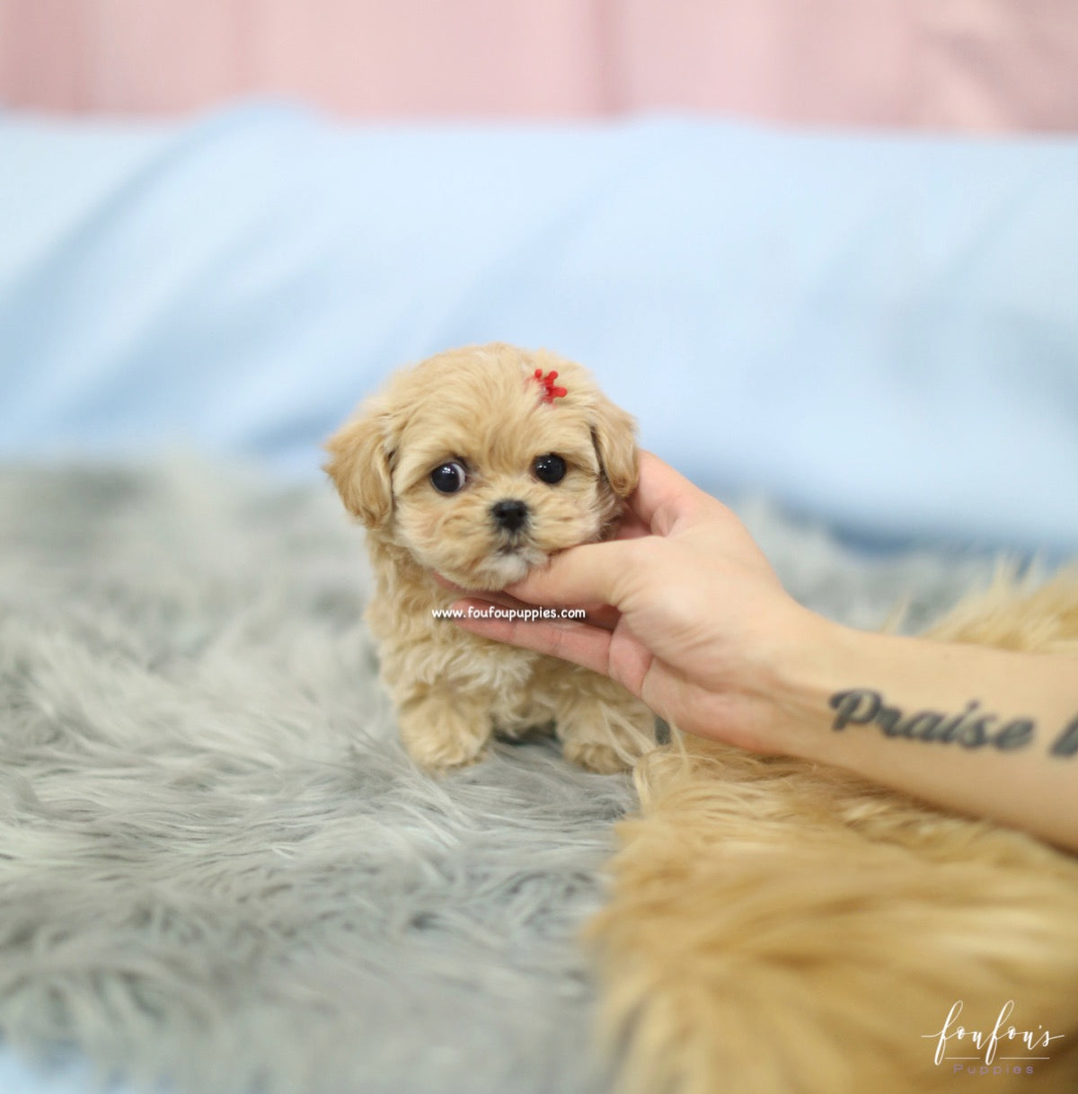 Flora - Maltipoo F.