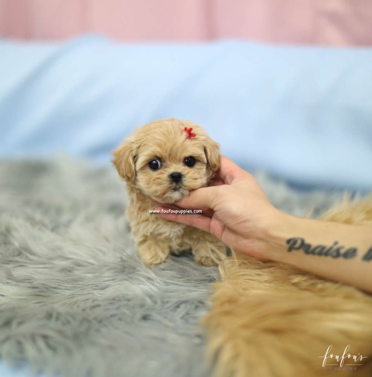 Flora - Maltipoo F.