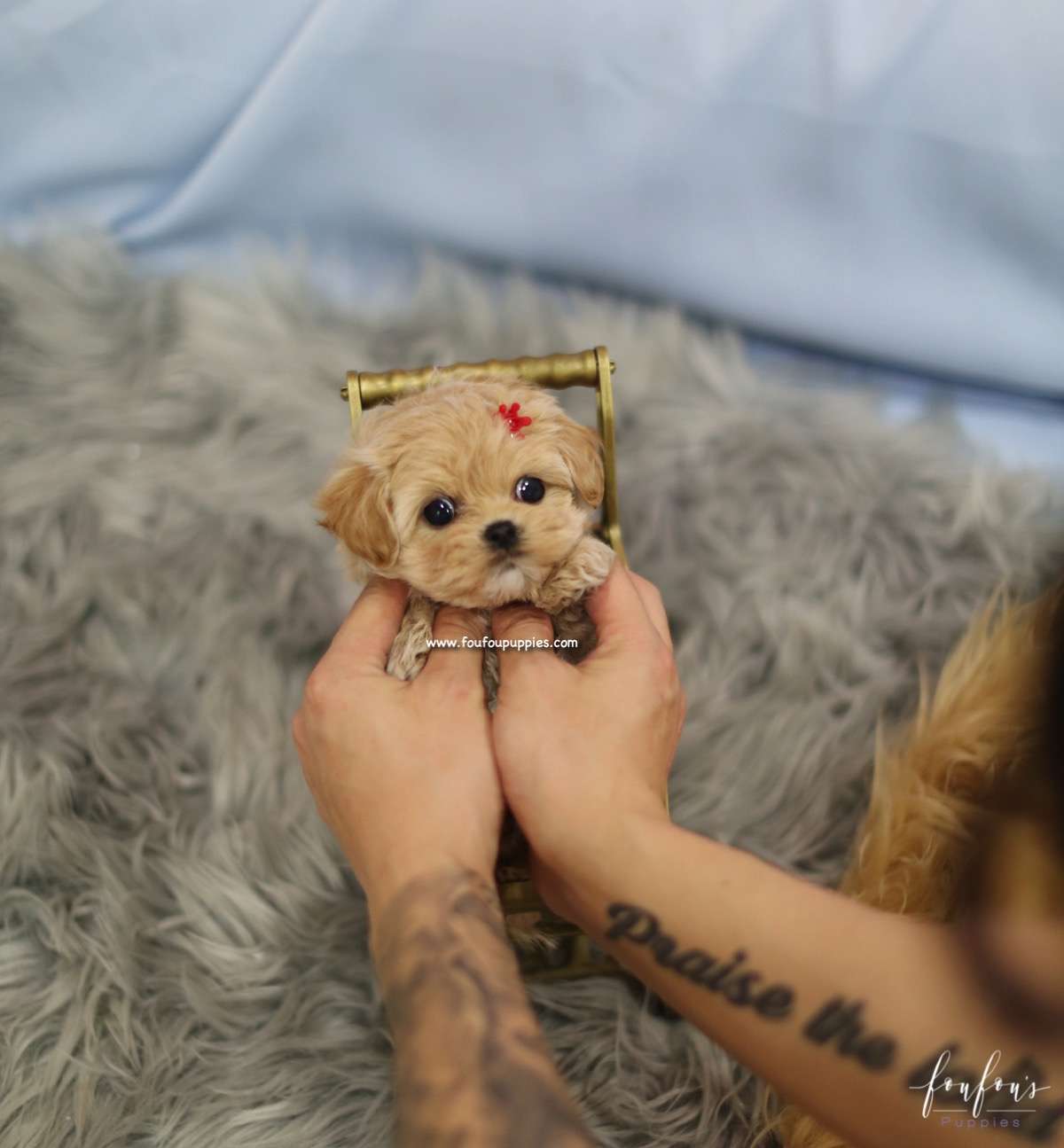 Flora - Maltipoo F.