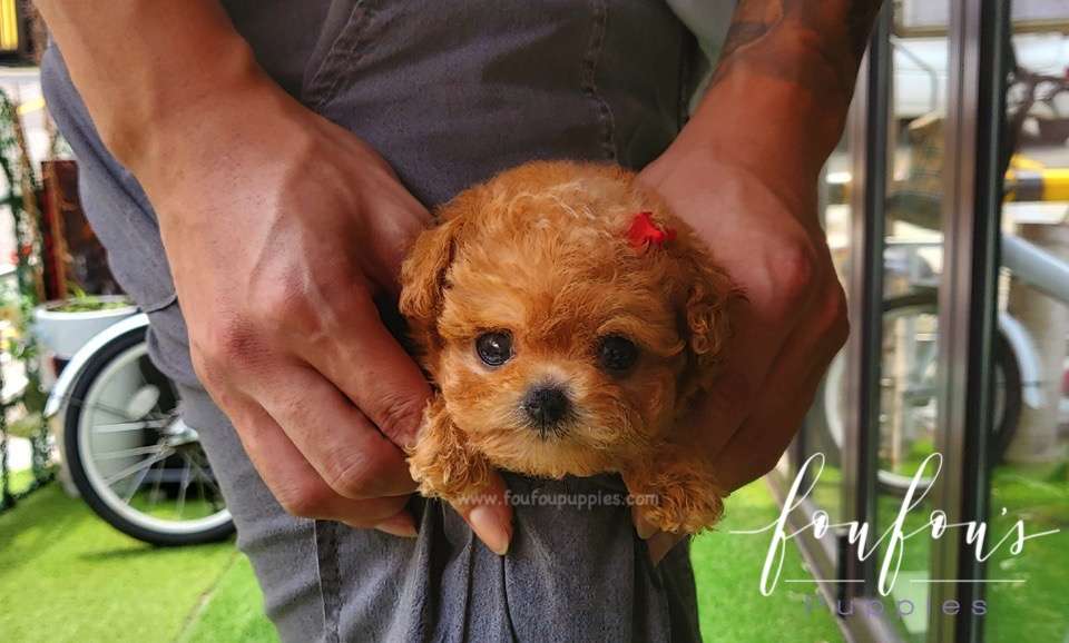 Ralph - Maltipoo M.