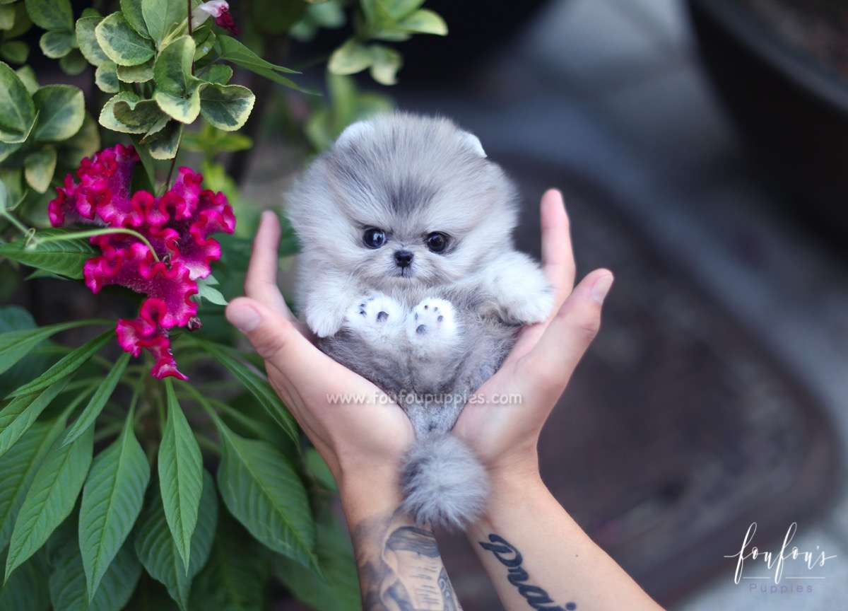 Cuddles - Pomeranian F.