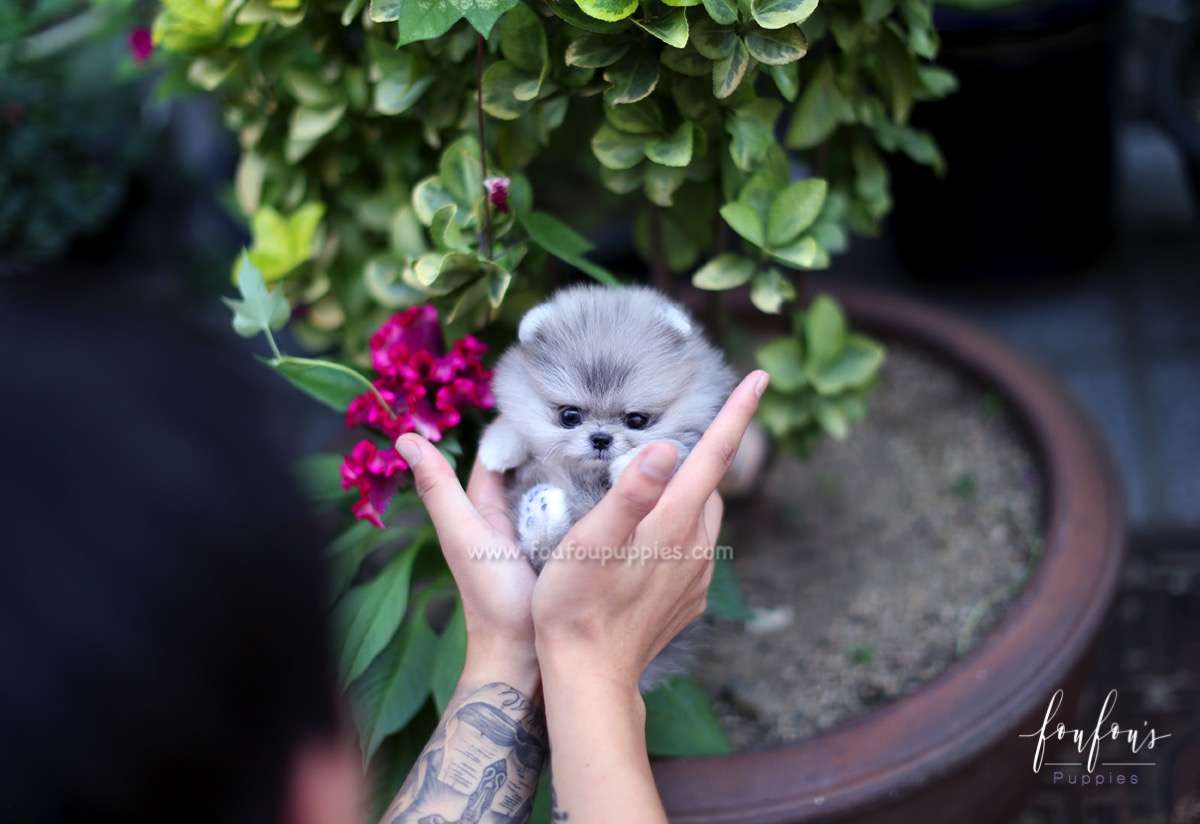 Cuddles - Pomeranian F.