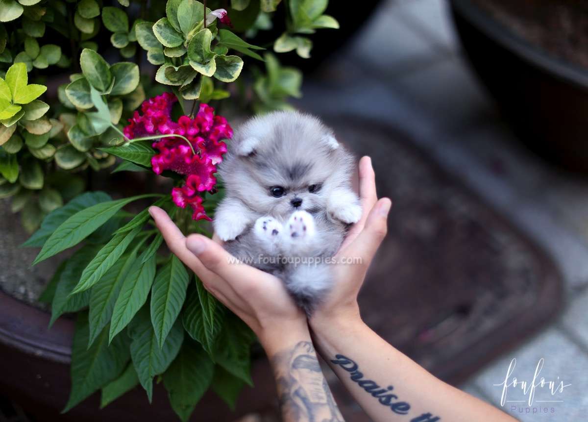 Cuddles - Pomeranian F.