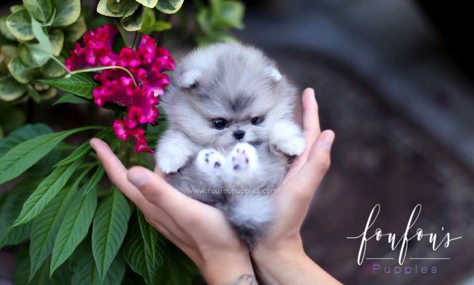 Cuddles - Pomeranian F.