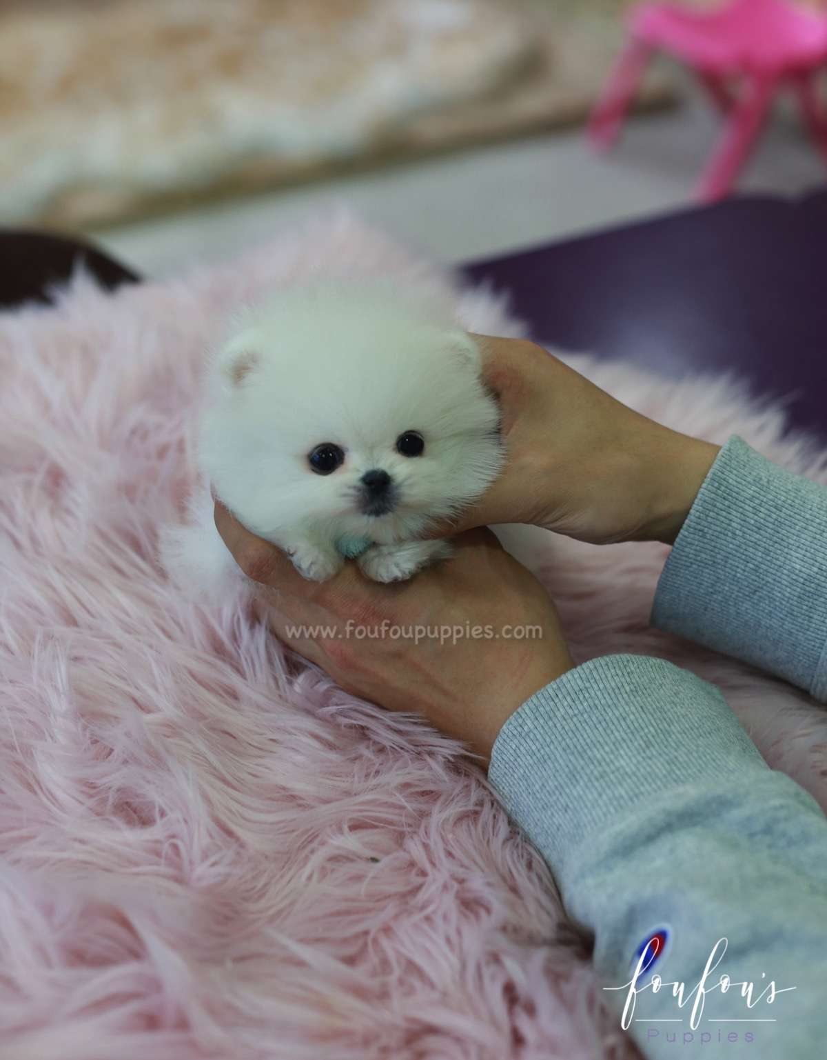 Zazu - Pomeranian M.