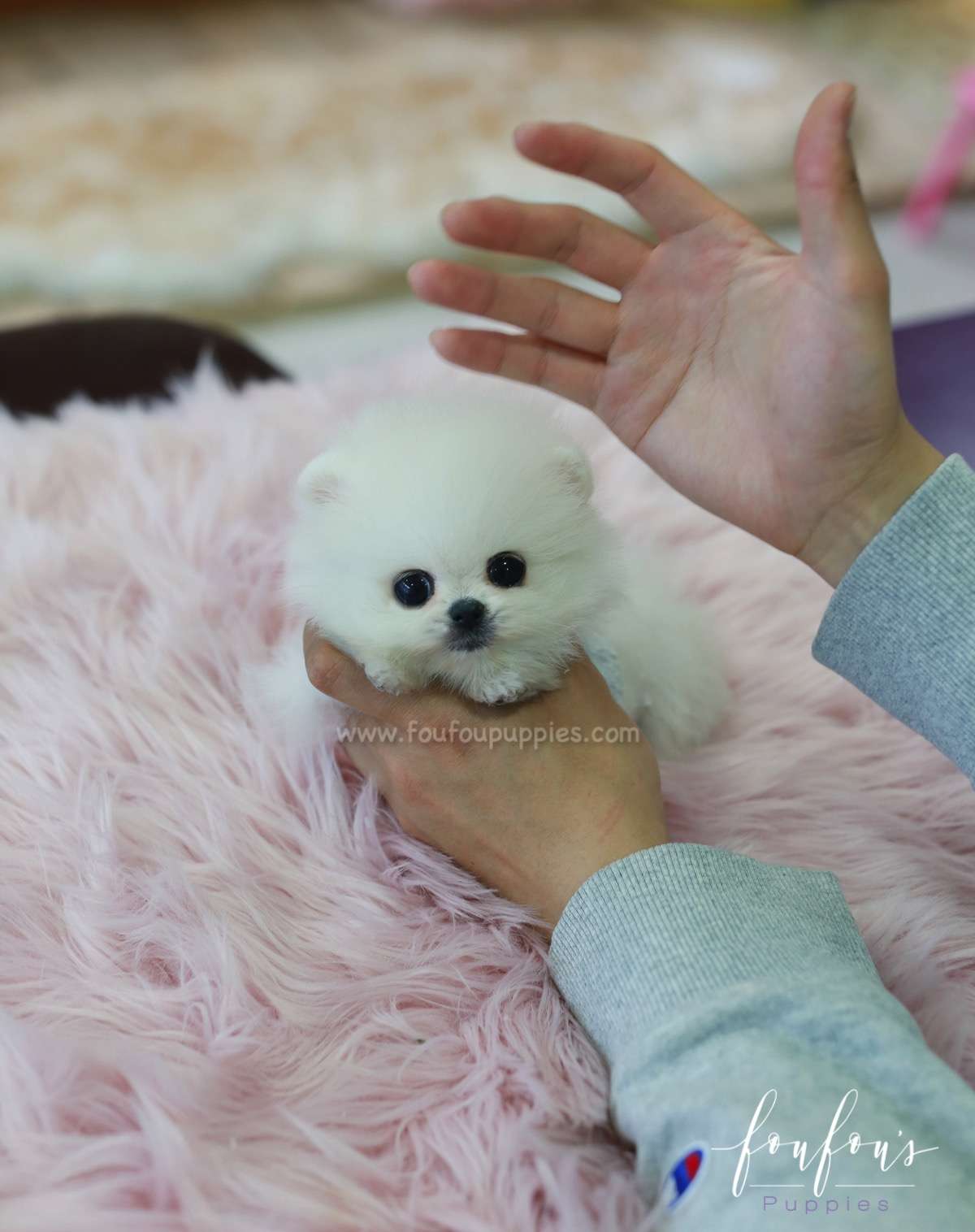 Zazu - Pomeranian M.