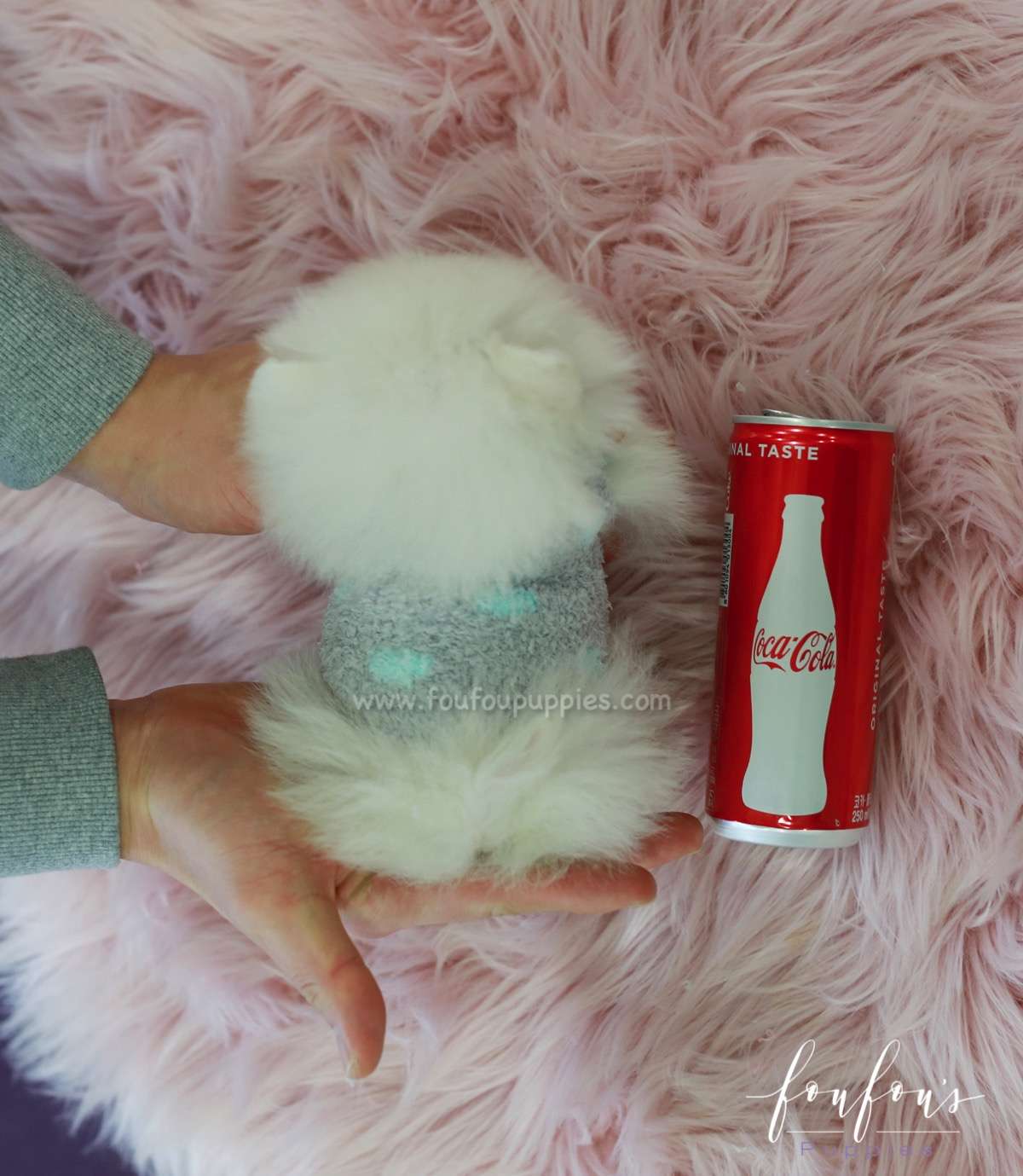 Zazu - Pomeranian M.