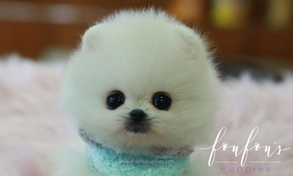 Zazu - Pomeranian M.