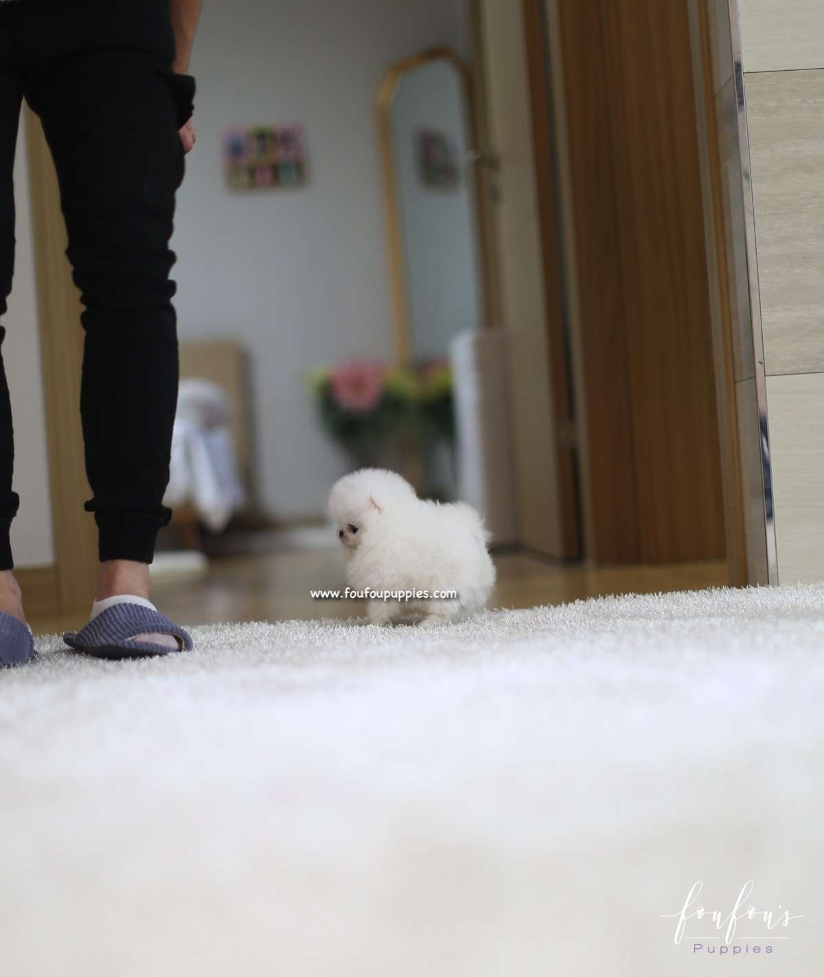 Nova - Pomeranian M.