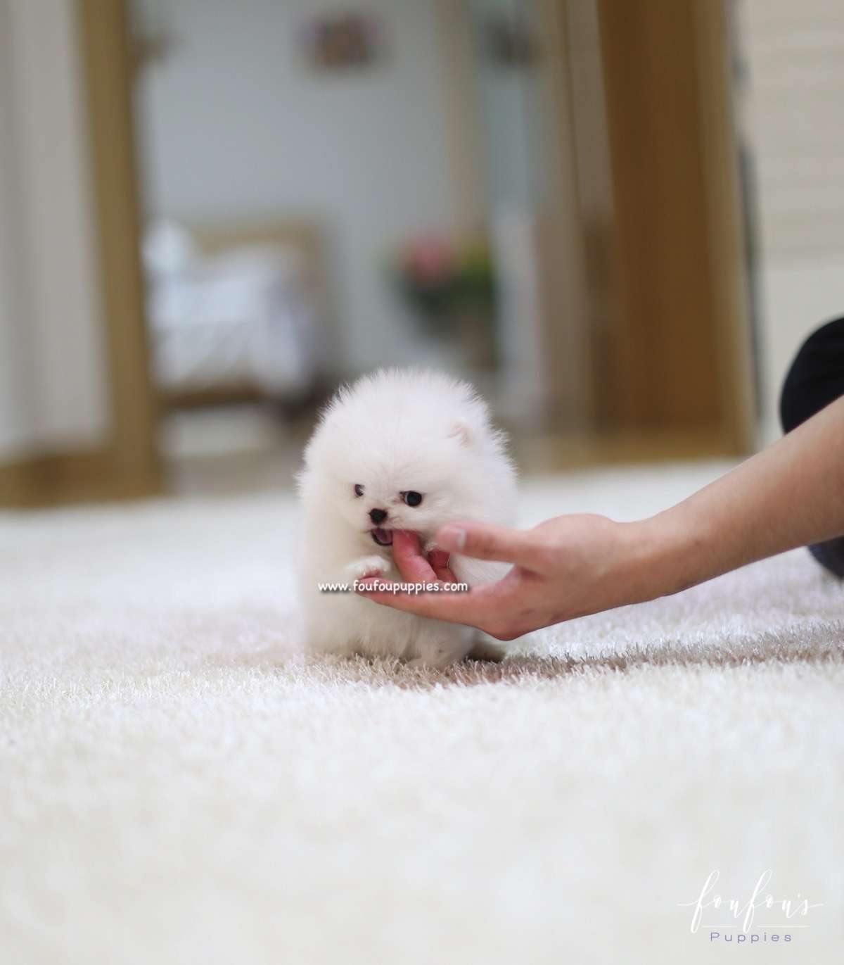 Nova - Pomeranian M.