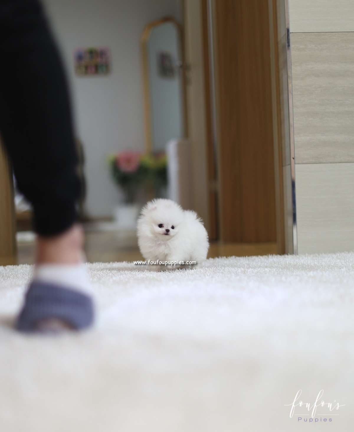 Nova - Pomeranian M.