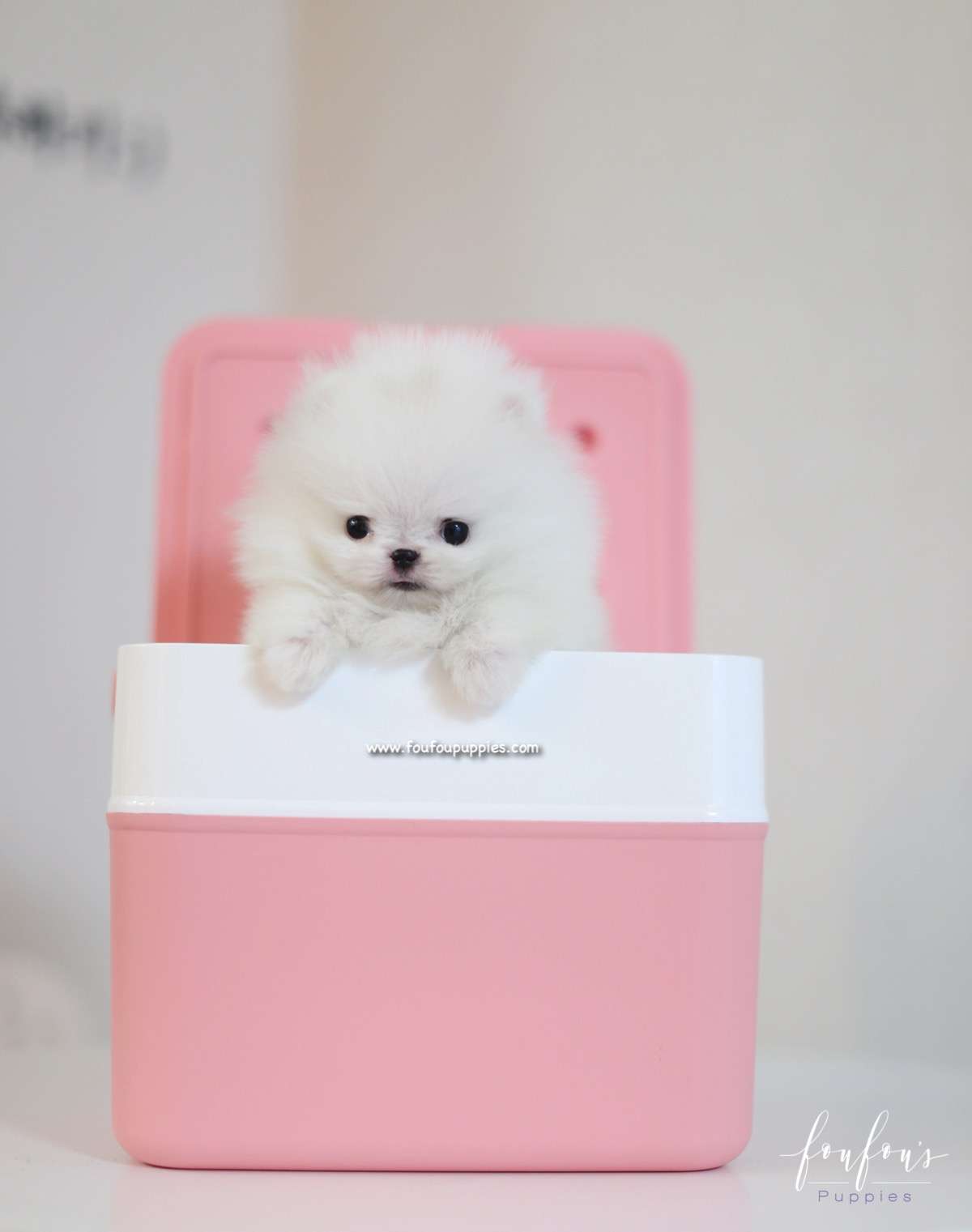Nova - Pomeranian M.