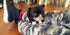 Mr. Truffles - Chihuahua Long Hair M. (1710810005617)