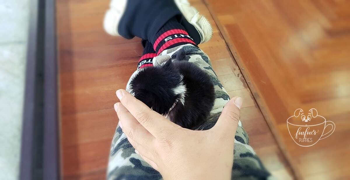 Mr. Truffles - Chihuahua Long Hair M. (1710810005617)