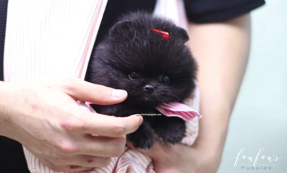 Nairobi - Pomeranian F.