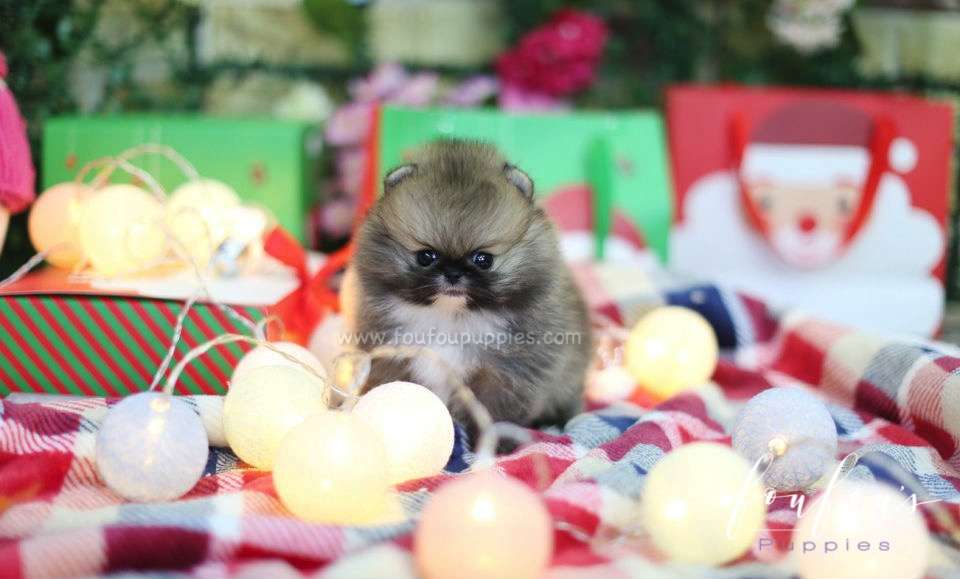 Diesel - Pomeranian M.