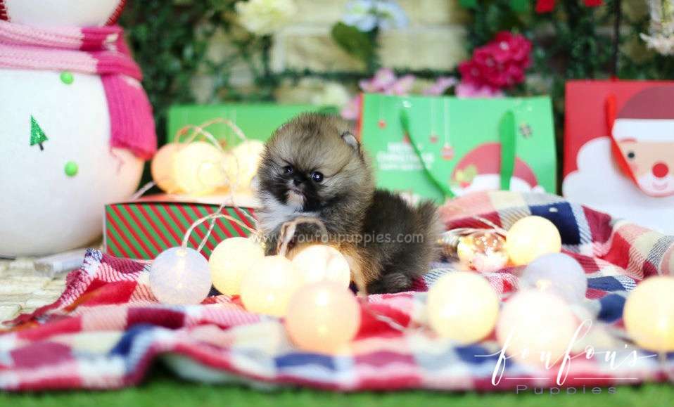 Diesel - Pomeranian M.