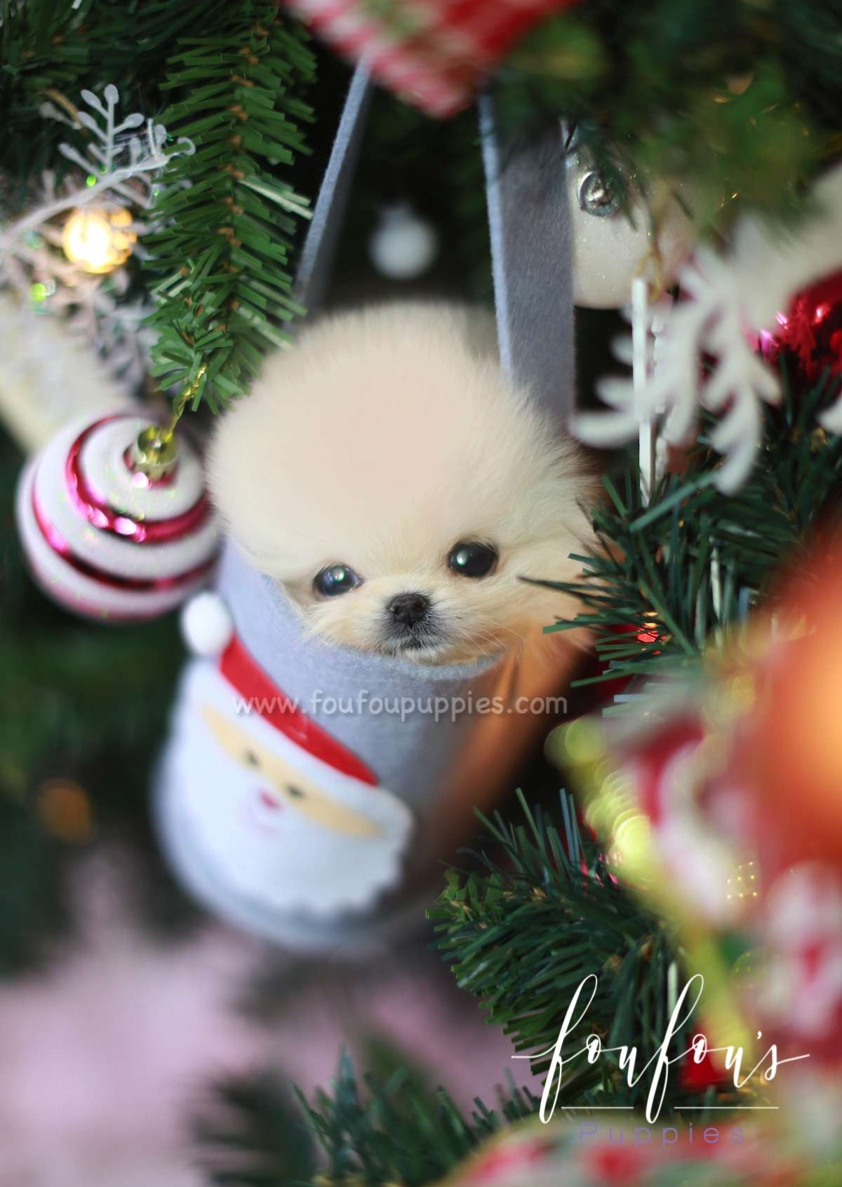 Star - Pomeranian M.
