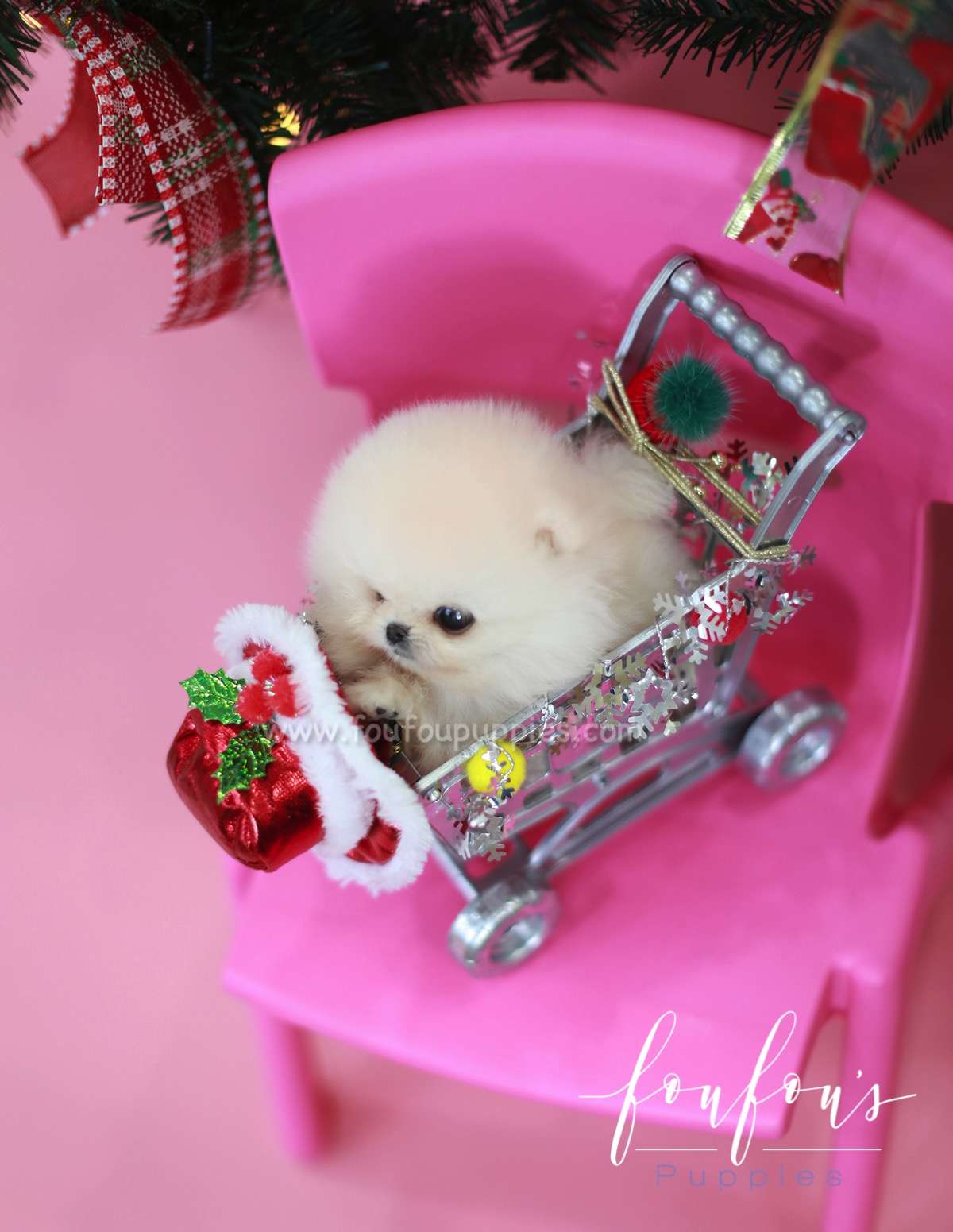 Star - Pomeranian M.