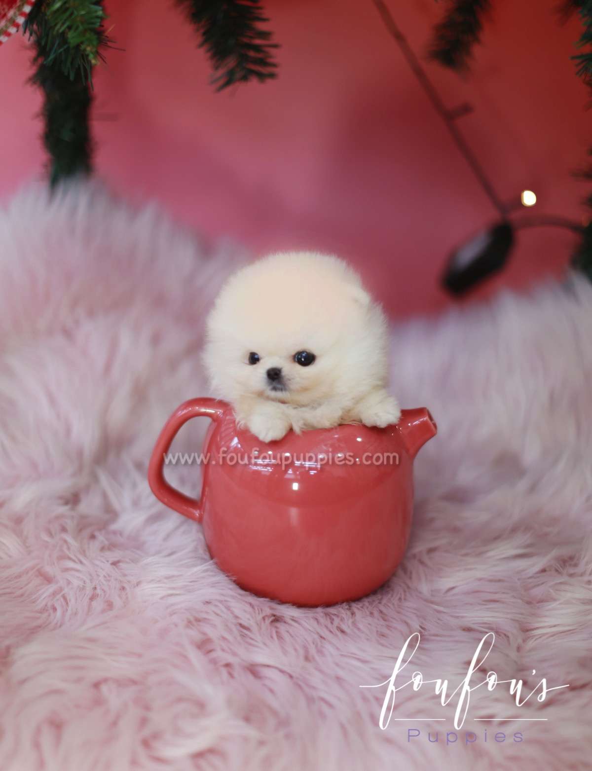 Star - Pomeranian M.