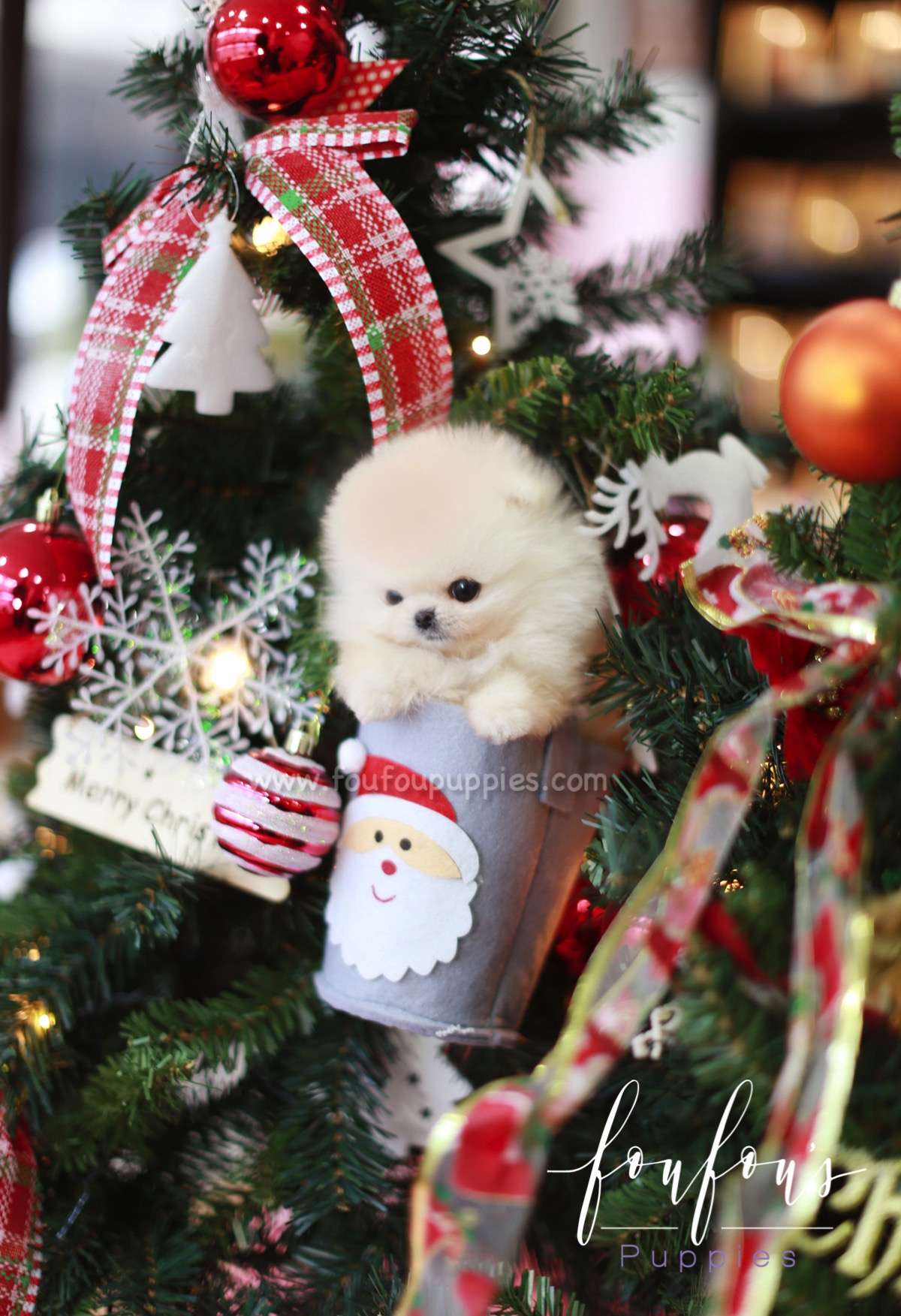 Star - Pomeranian M.