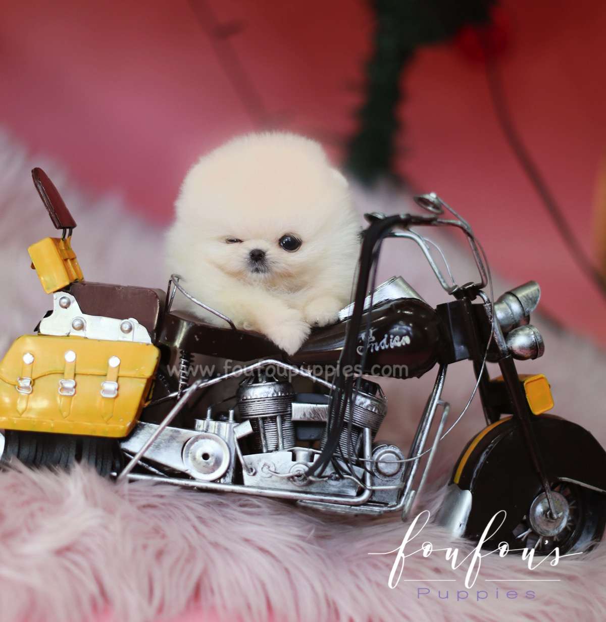 Star - Pomeranian M.