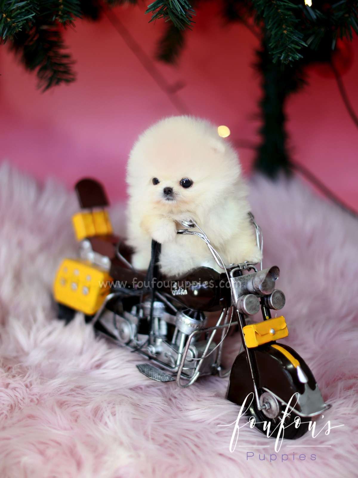 Star - Pomeranian M.