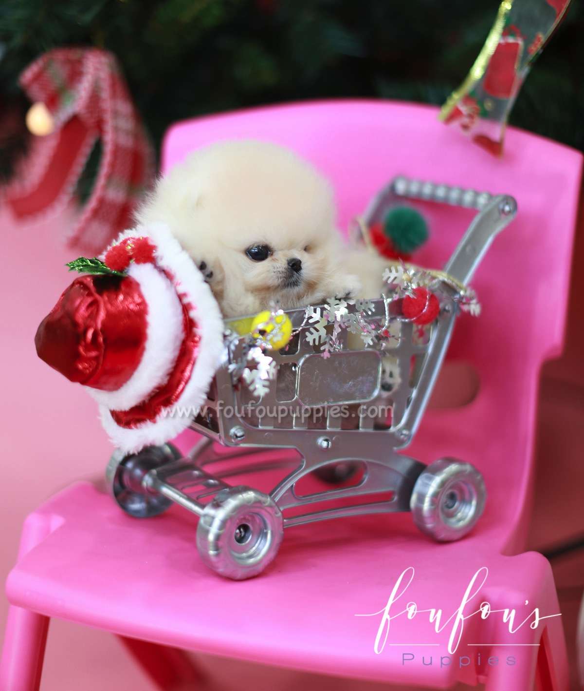 Star - Pomeranian M.