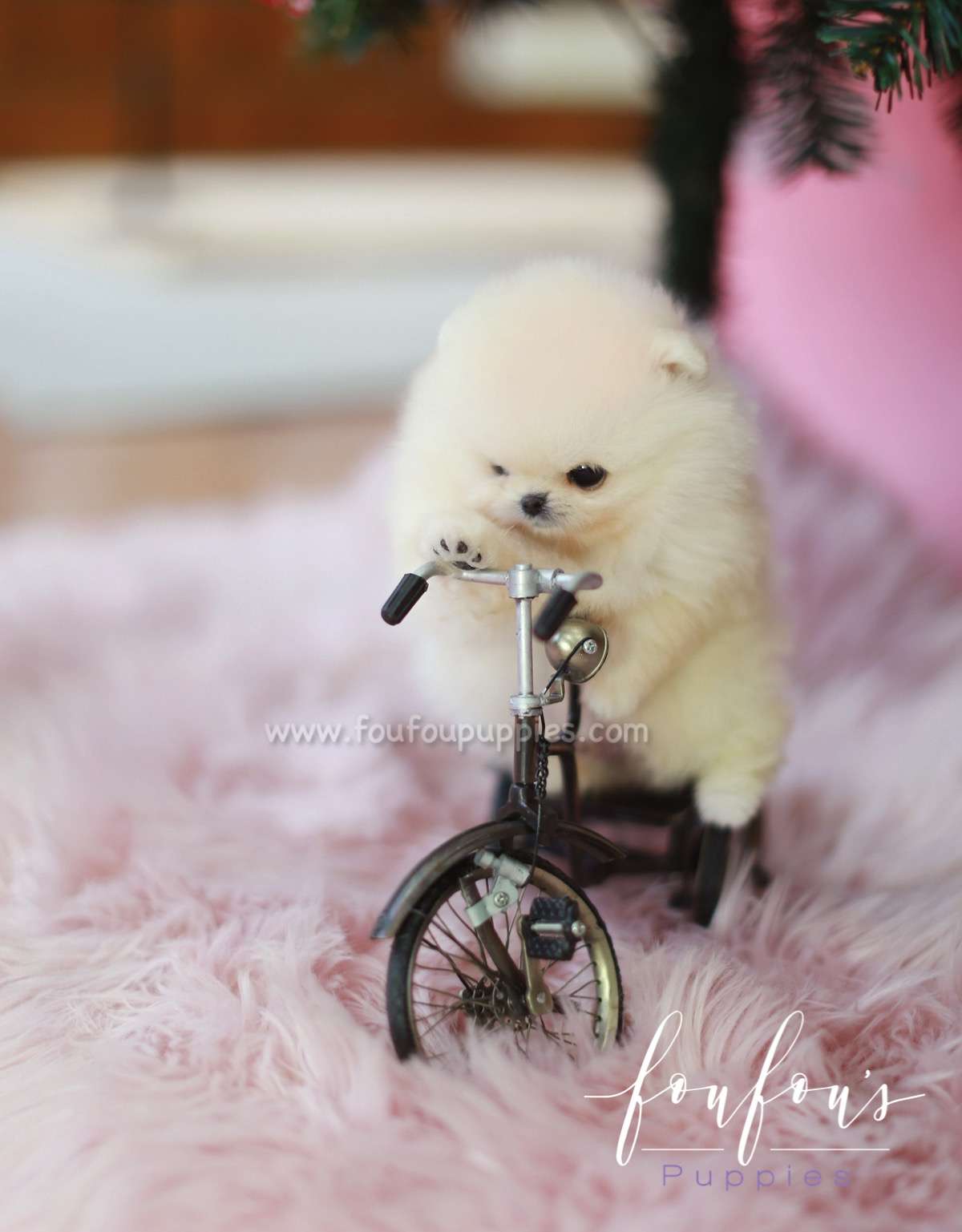Star - Pomeranian M.