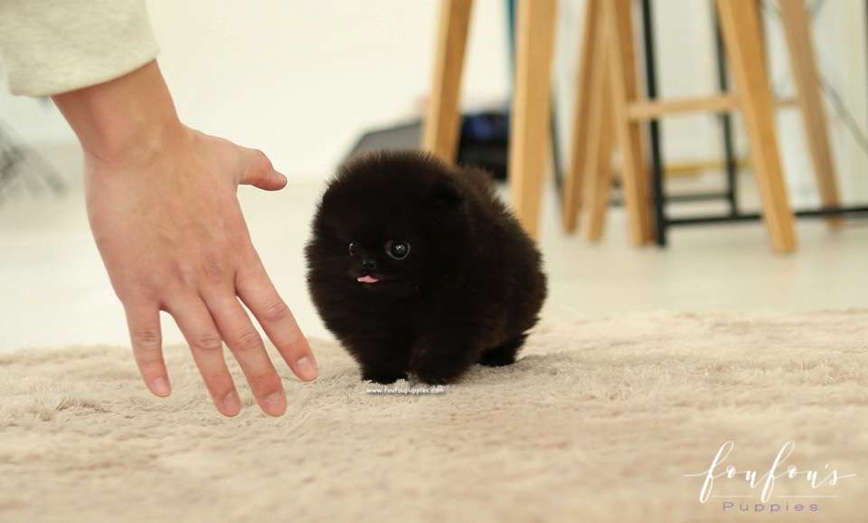 Onyx - Pomeranian M.