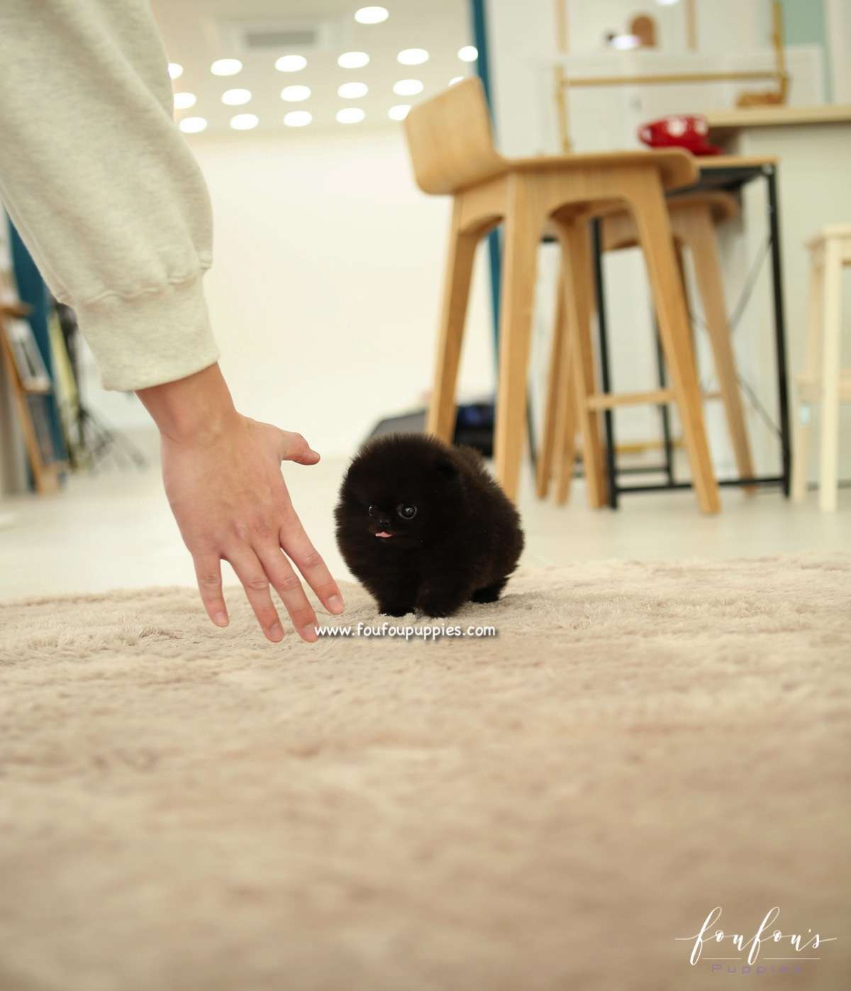 Onyx - Pomeranian M.