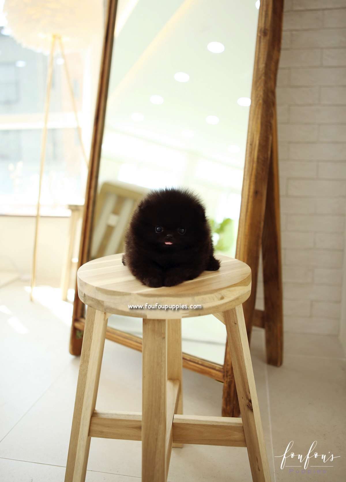 Onyx - Pomeranian M.