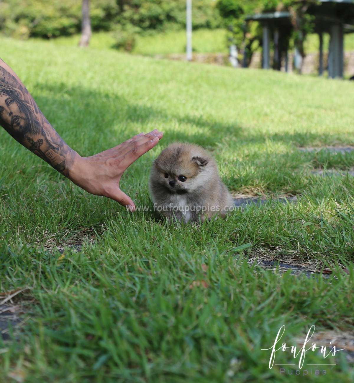 Pooh - Pomeranian M.