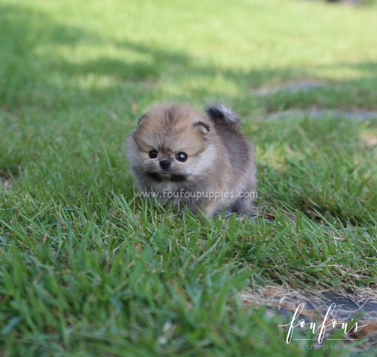 Pooh - Pomeranian M.