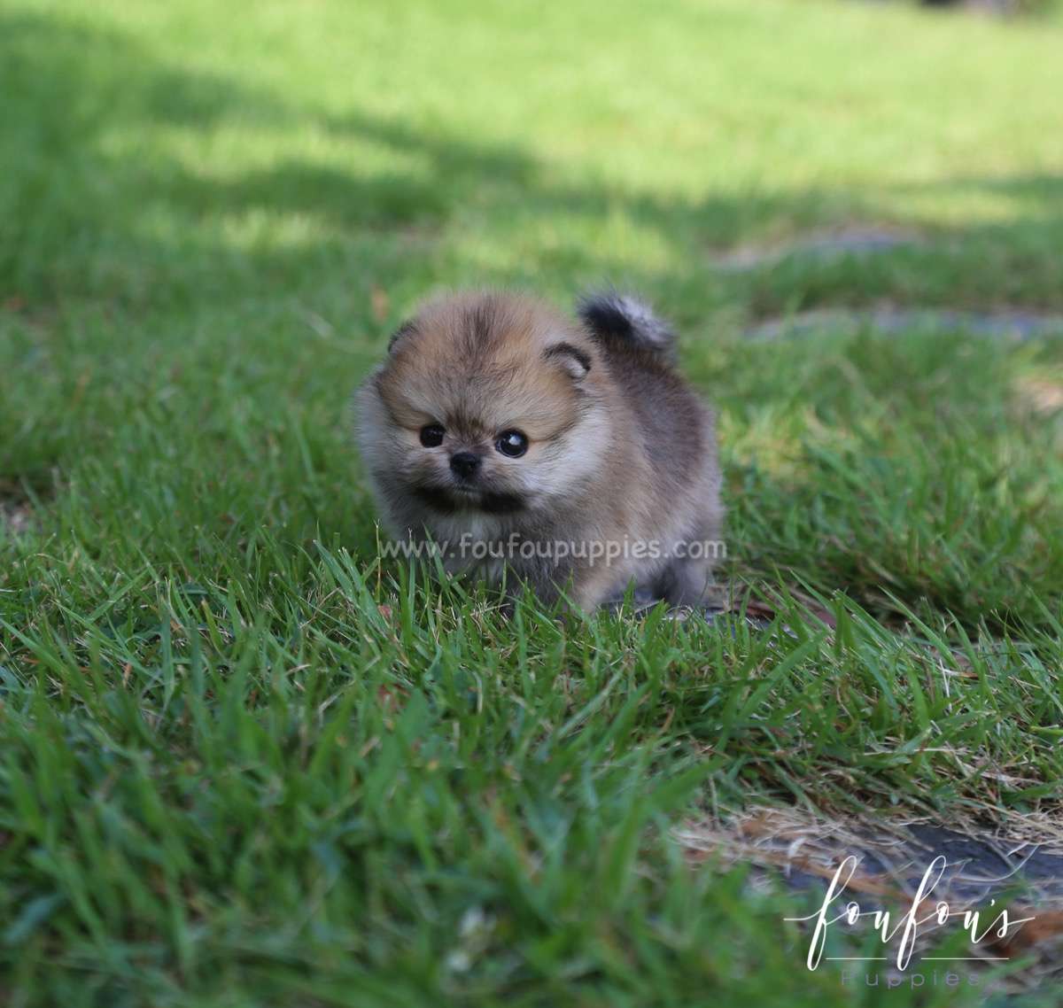 Pooh - Pomeranian M.