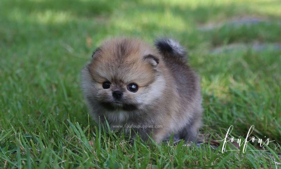 Pooh - Pomeranian M.
