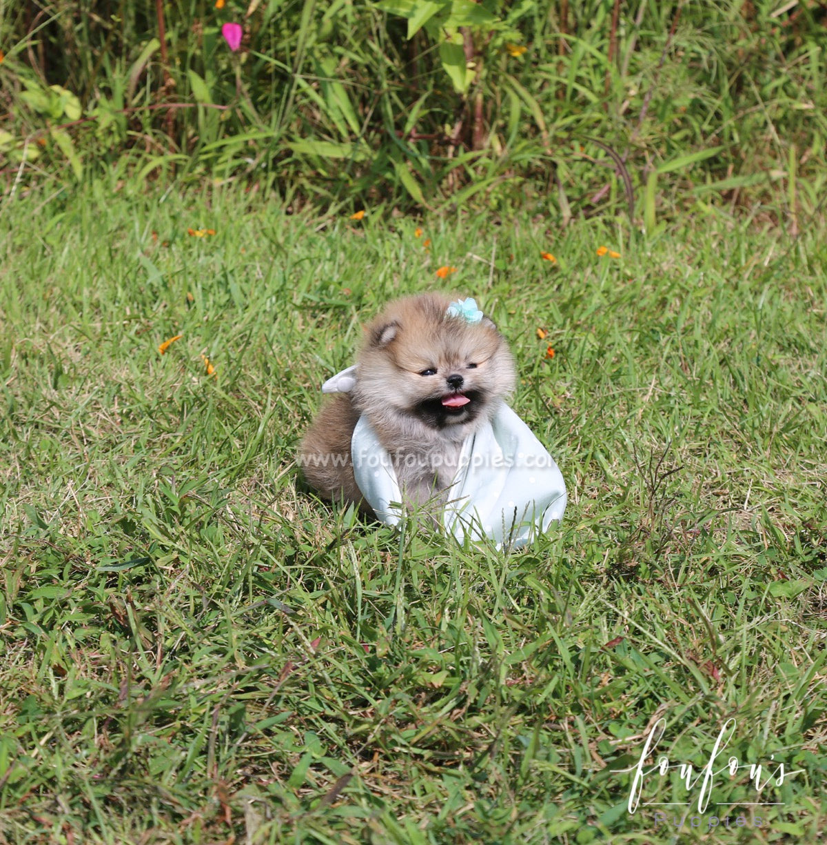 Pooh - Pomeranian M.