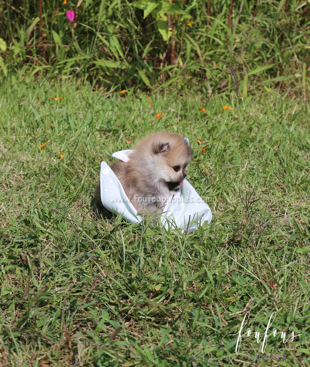 Pooh - Pomeranian M.