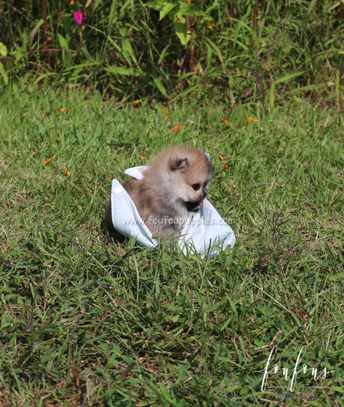 Pooh - Pomeranian M.