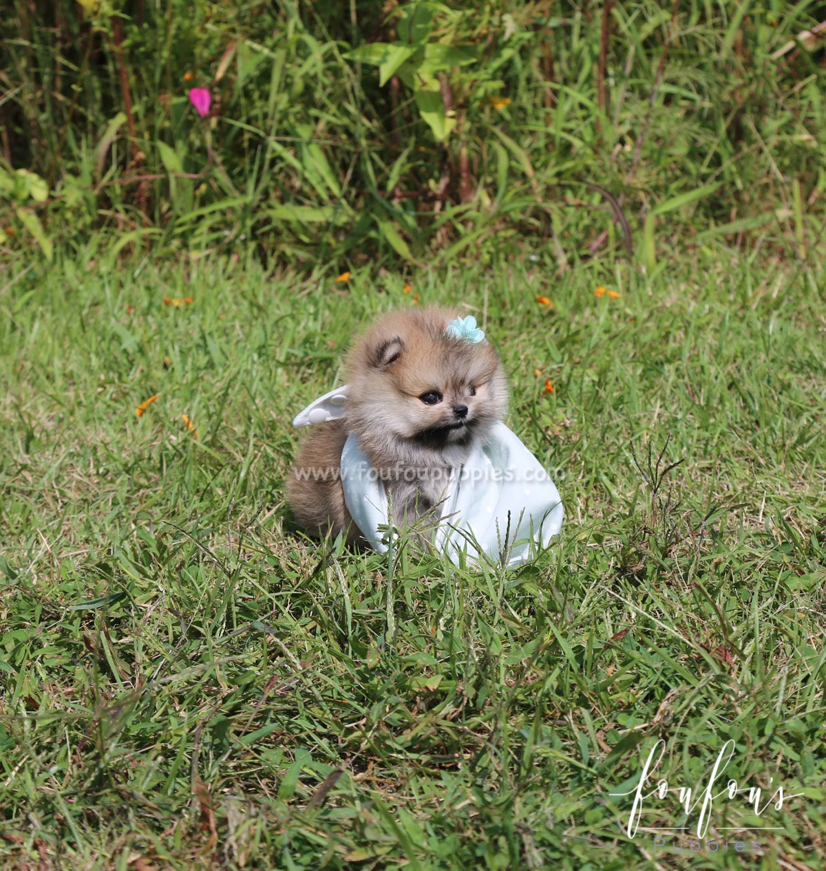 Pooh - Pomeranian M.