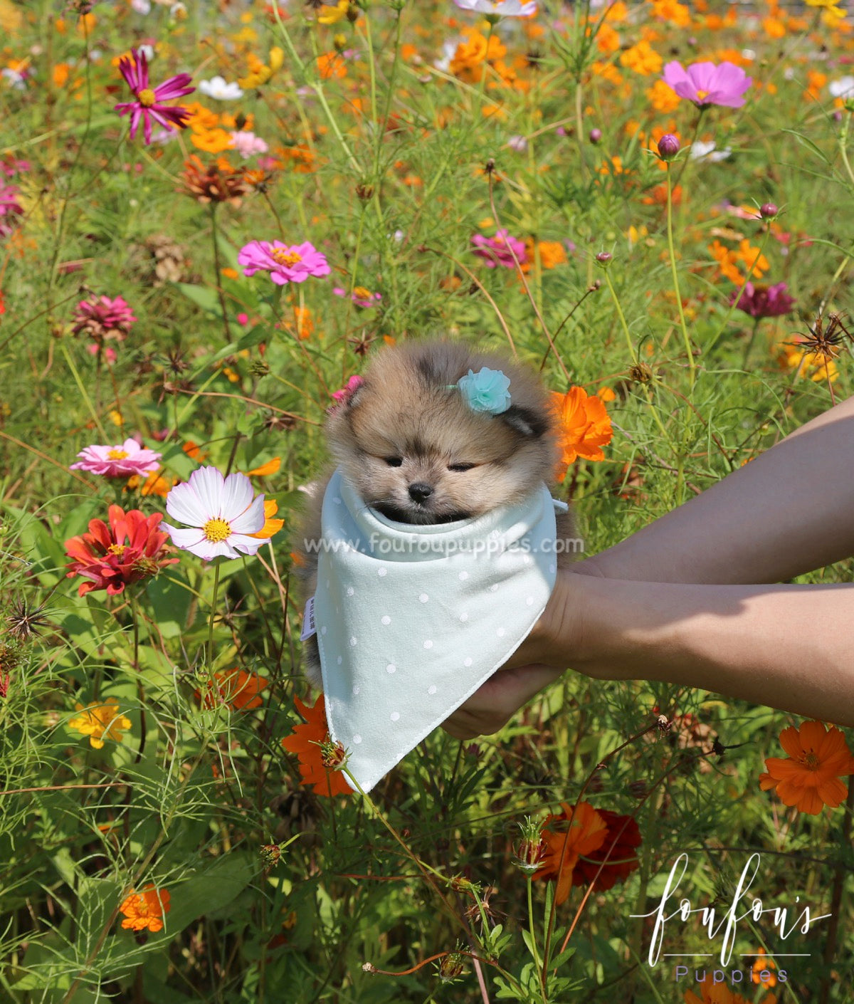 Pooh - Pomeranian M.